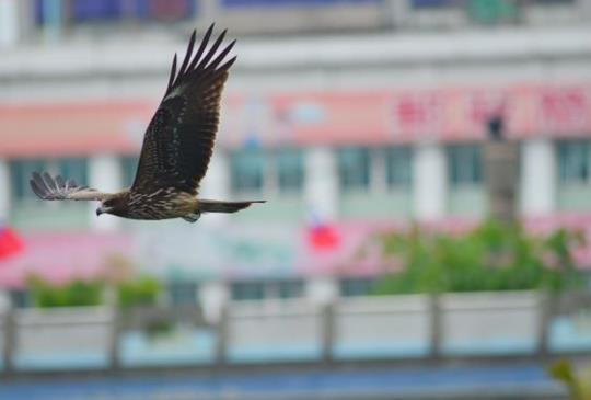 台北攝影趣(二十三)基隆港海洋廣場拍黑鳶